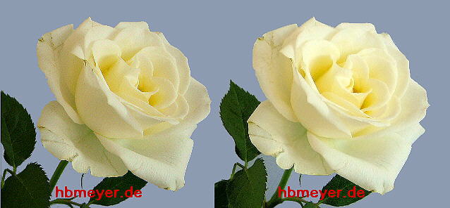 weiße Rose in Stereo